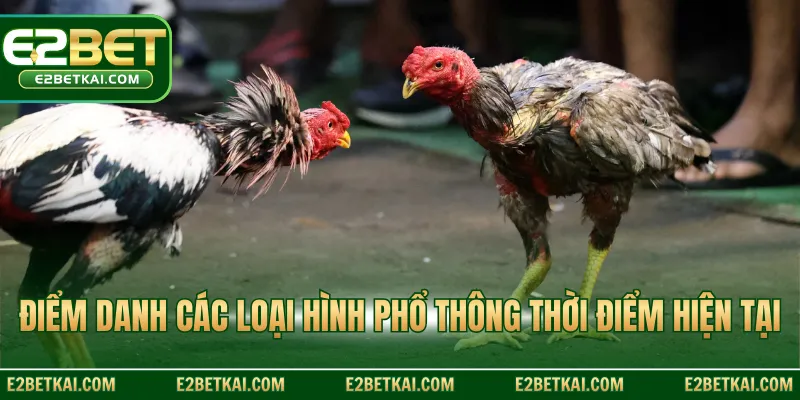 Điểm danh các loại hình phổ thông thời điểm hiện tại