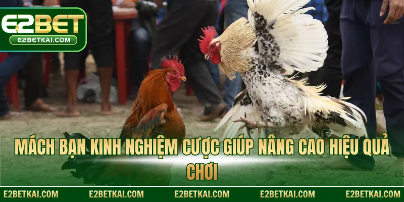 Mách bạn kinh nghiệm cược giúp nâng cao hiệu quả chơi