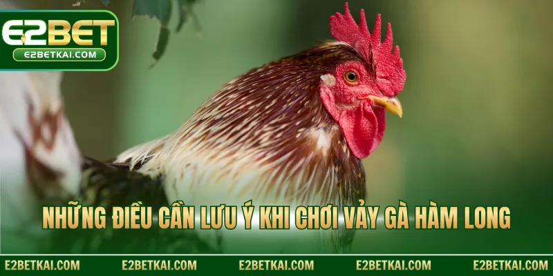 Những điều cần lưu ý khi chơi vảy gà Hàm Long