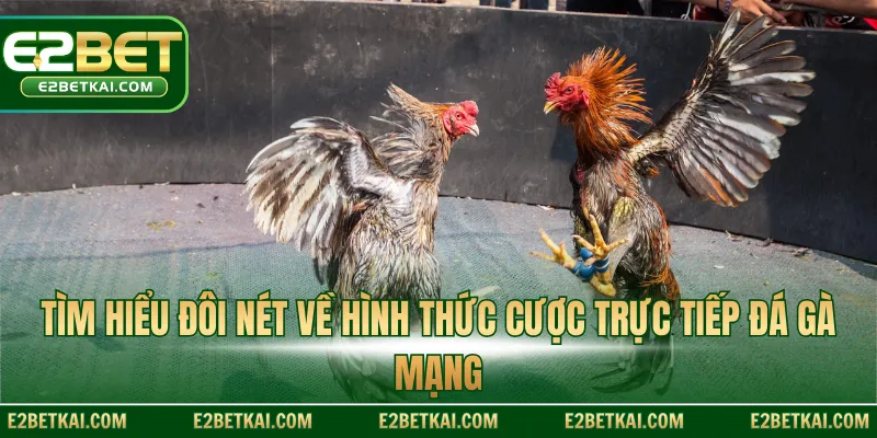 Tìm hiểu đôi nét về hình thức cược trực tiếp đá gà mạng
